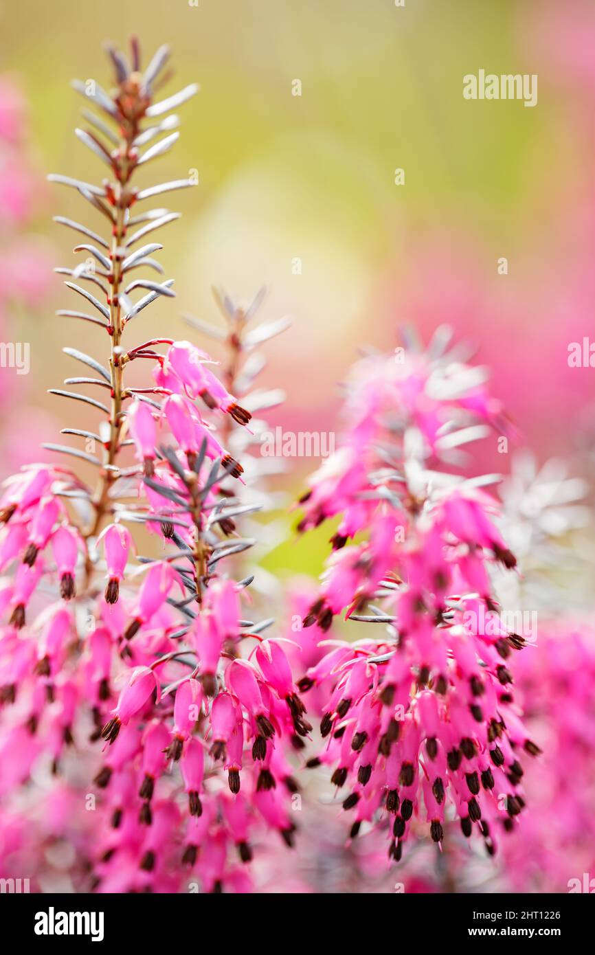 Pink erica carnea in bloom. Close-up of Erica carnea on a blurry background. Copy space Stock Photo