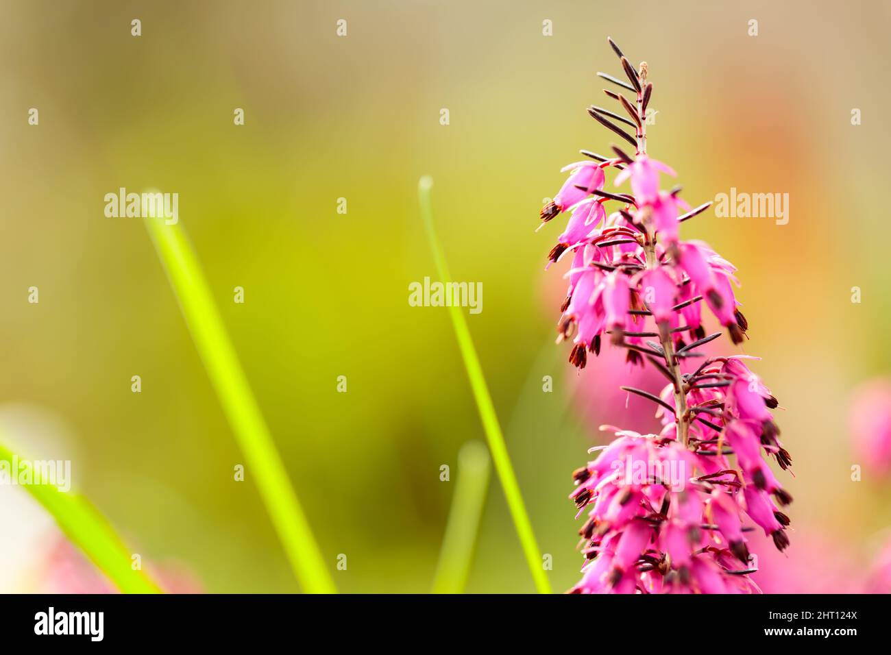 Pink erica carnea in bloom. Close-up of Erica carnea on a blurry background. Copy space Stock Photo