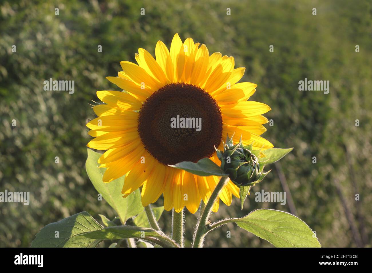 Blooming sunflower with flower bud formation. Stock Photo