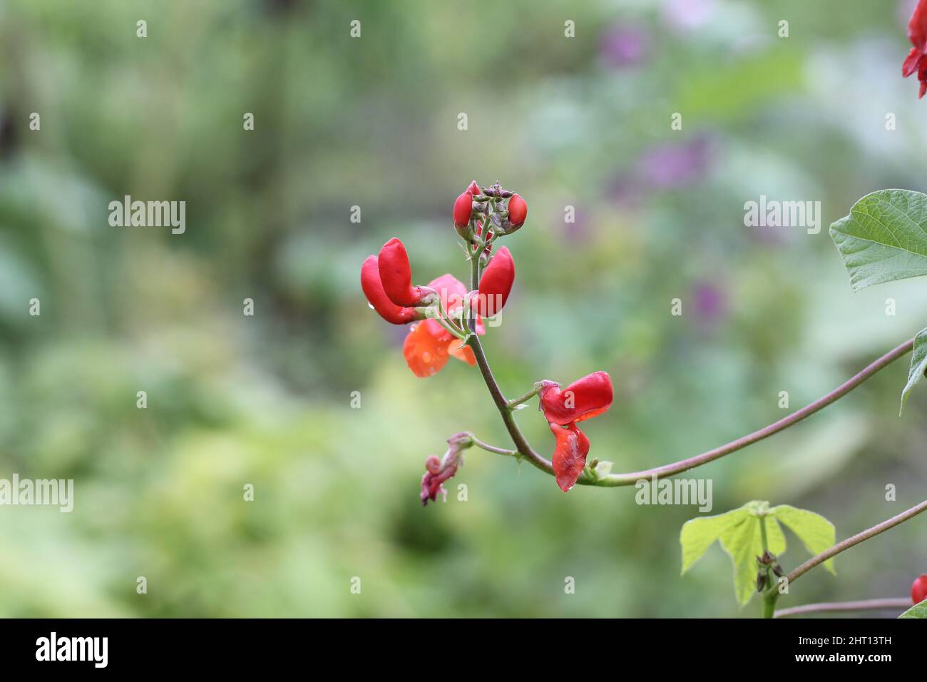 Blossom of fire been, close-up.  Scarlet runner bean, phaseolus coccineus. Red bean blossom. Stock Photo