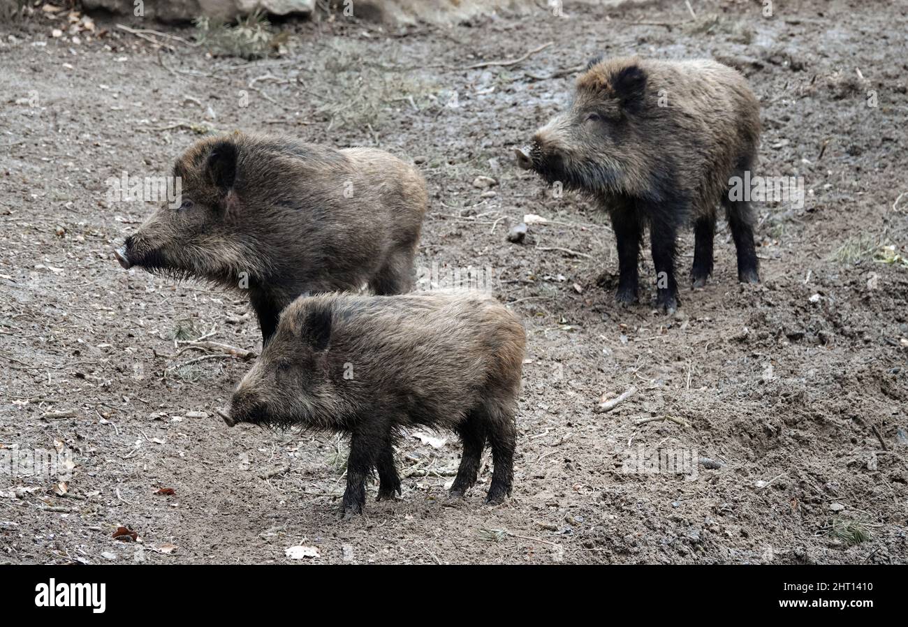 Boar bristle hires stock photography and images Alamy