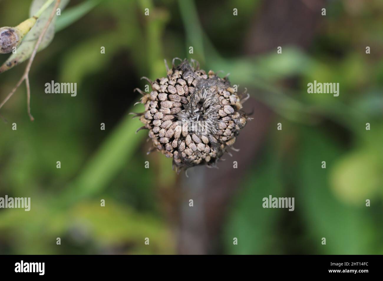 Marigold plant in still formed seed in autumn. Plant forming seed, close up. Stock Photo