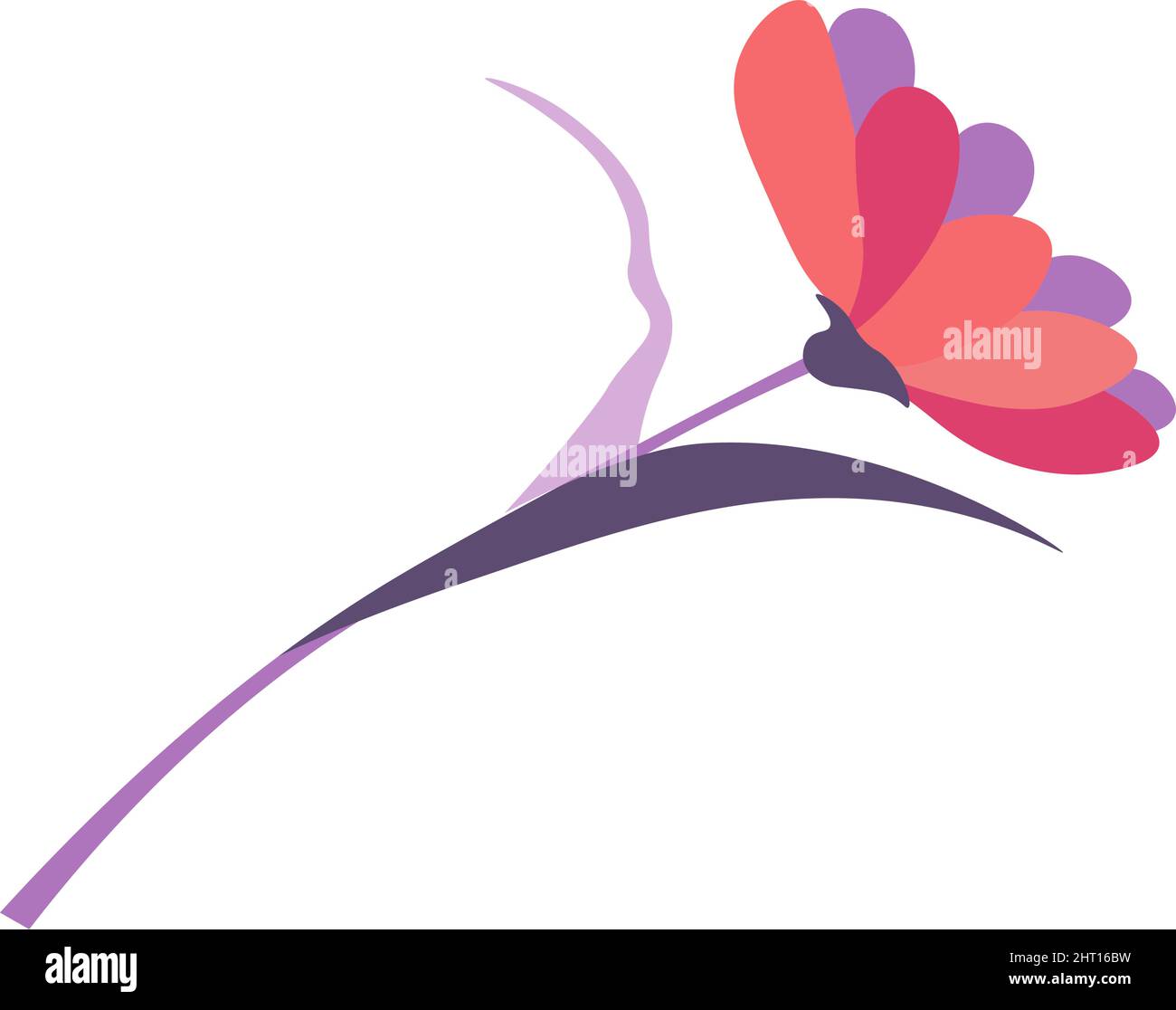 Gerber flower in blossom, dairy in bloom vector Stock Vector Image ...