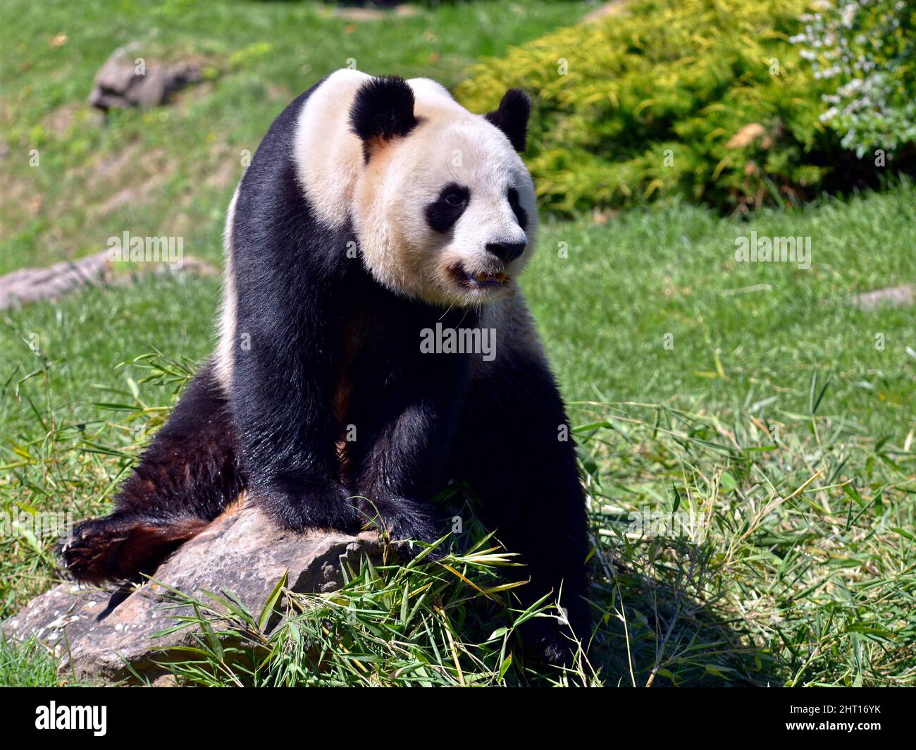 Giant panda (Ailuropoda melanoleuca) sitting on a stone Stock Photo