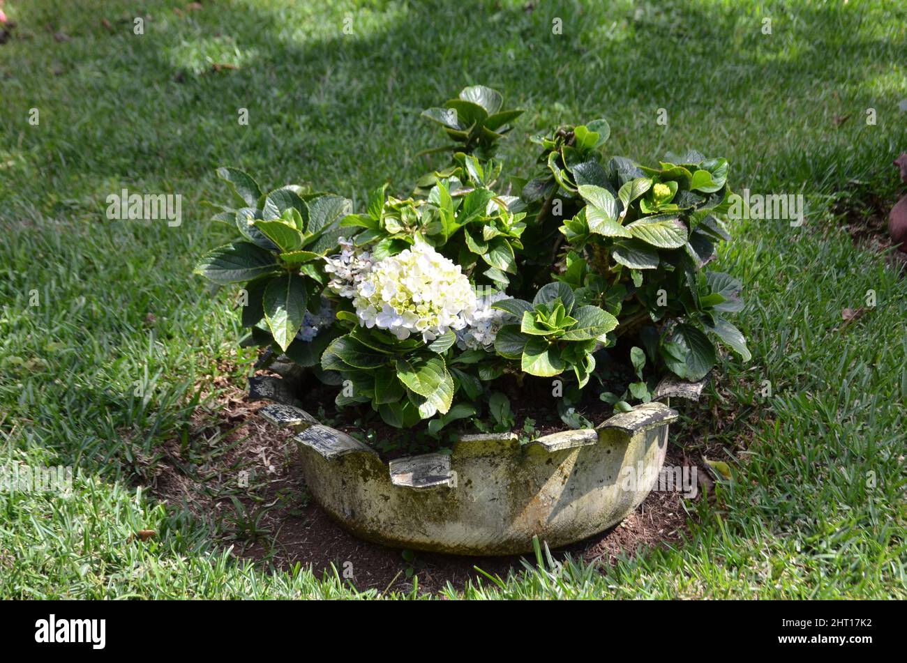 White hydrangea paniculata in the garden Stock Photo - Alamy
