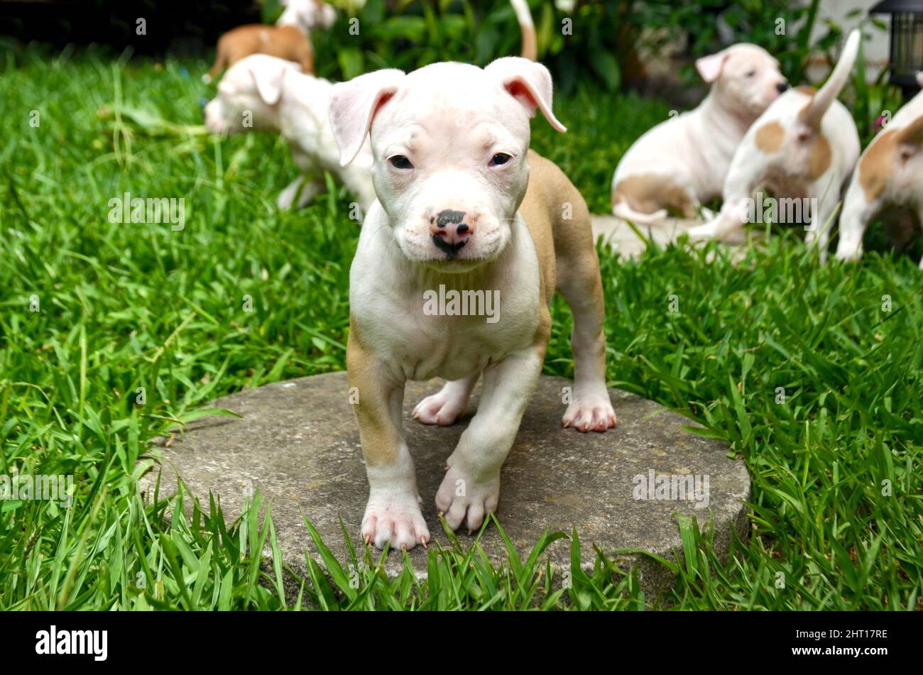 American staffordshire terrier puppies near me