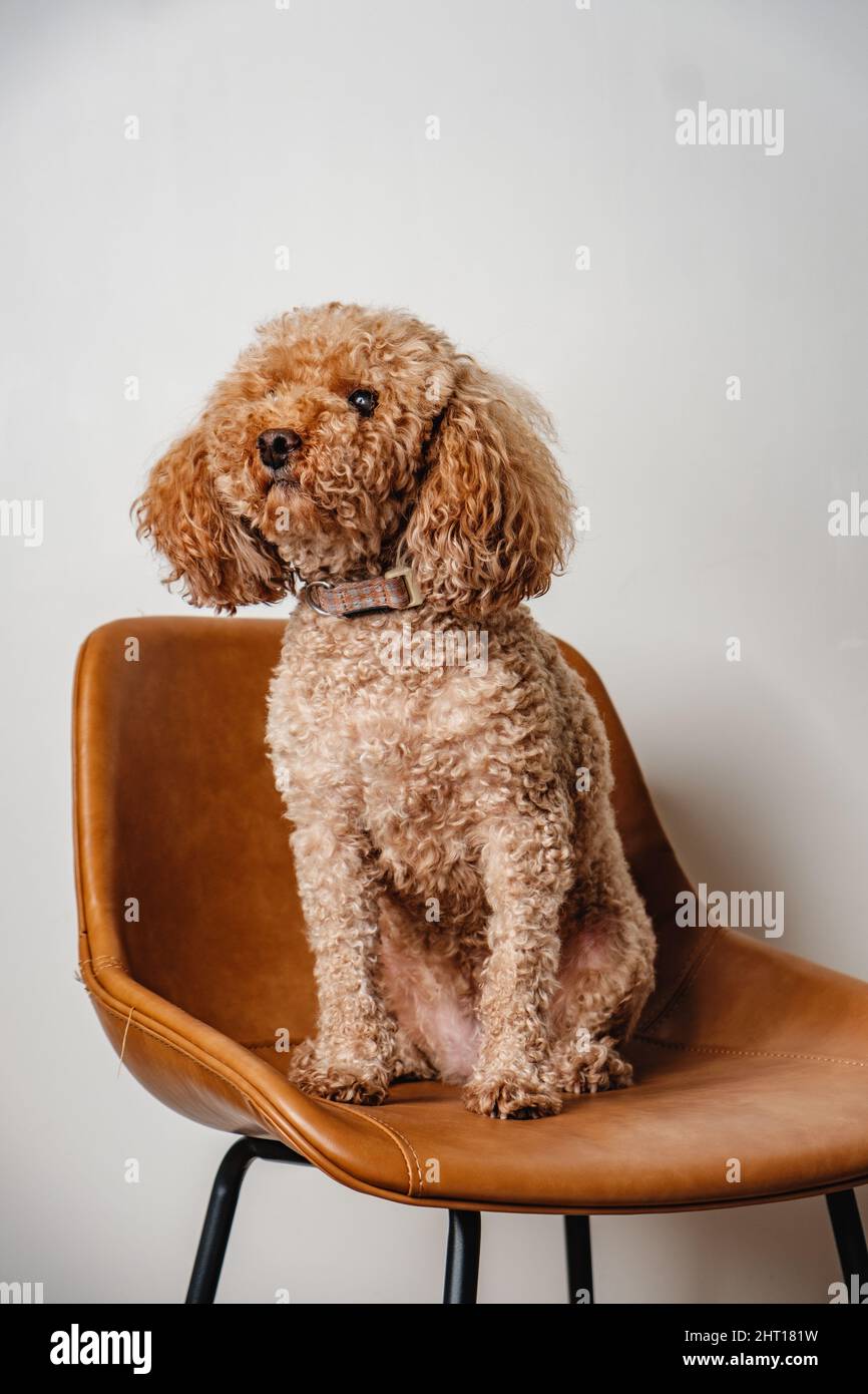 Cute fluffy soft curly fur dog poodle taking portrait photo on brown leather chair and isolated background minimal feeling Stock Photo