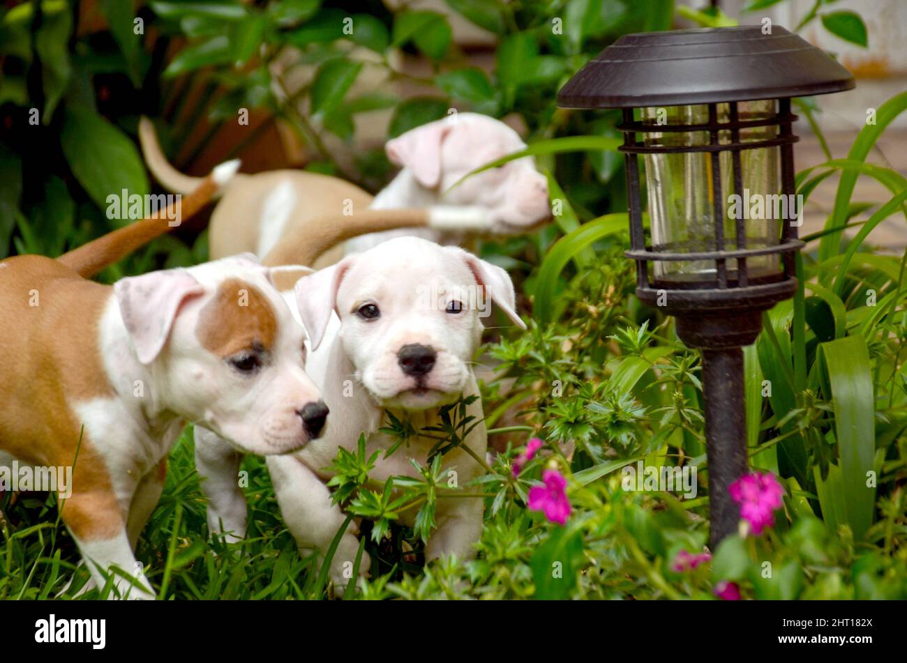 American Staffordshire Terrier Puppies Near Me