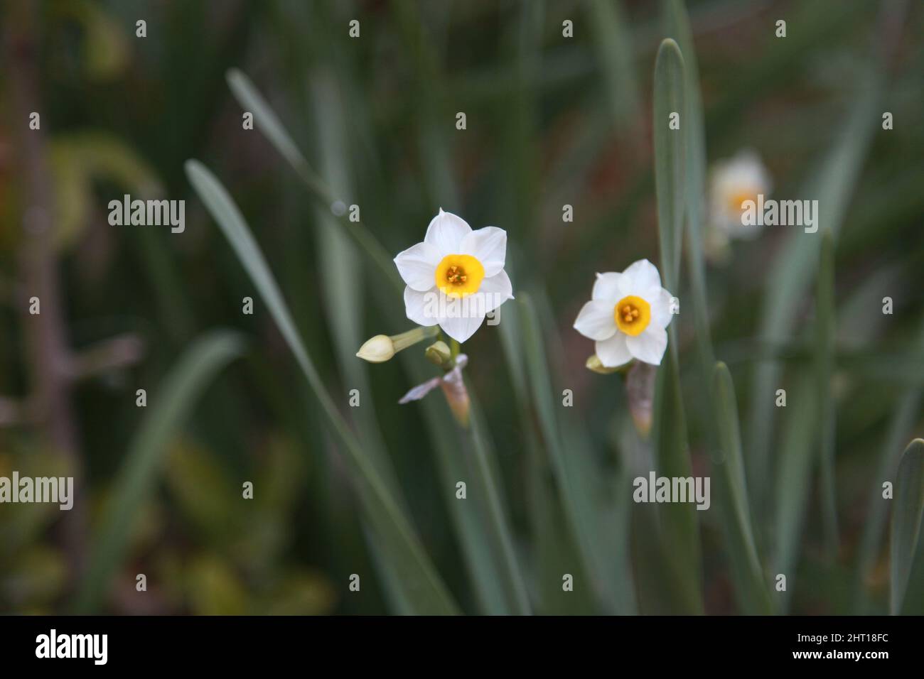 Selective focus shot of narcisses Stock Photo
