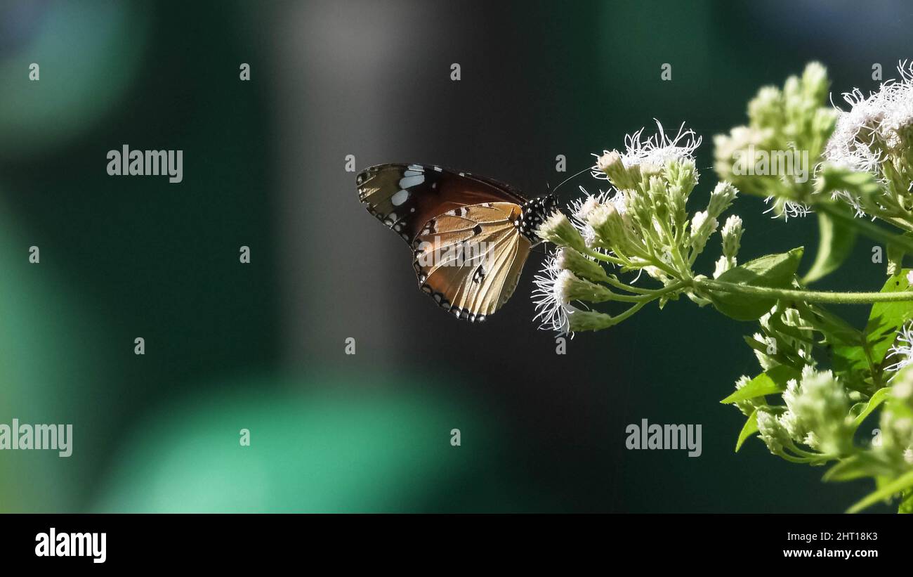 Monarch butterfly collecting wild flower hi-res stock photography and ...