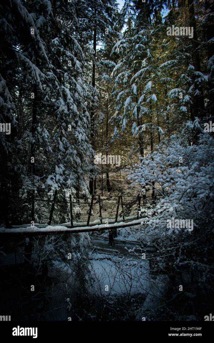 Vertical shot of the Capilano Suspension Bridge during winter in