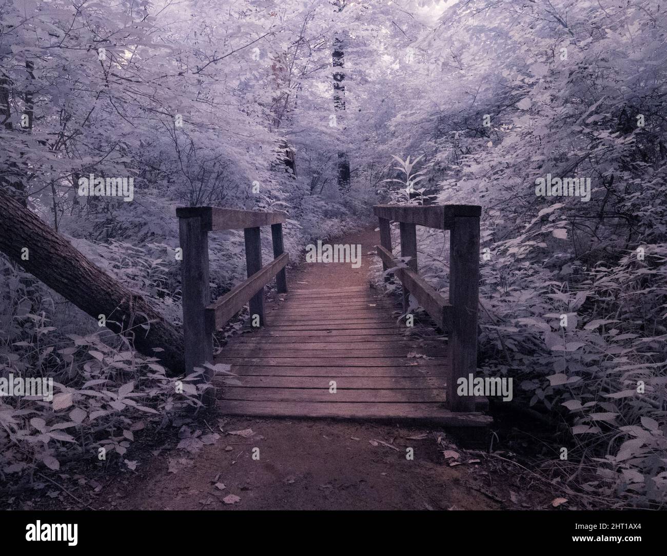 Wooden bridge in a forest Stock Photo - Alamy