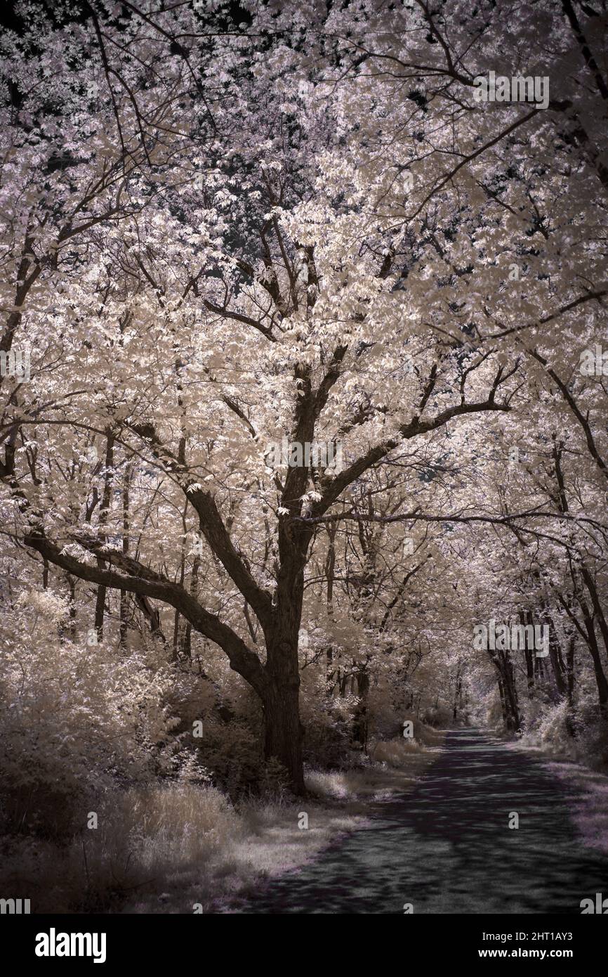 Beautiful view of a landscape with various trees Stock Photo - Alamy