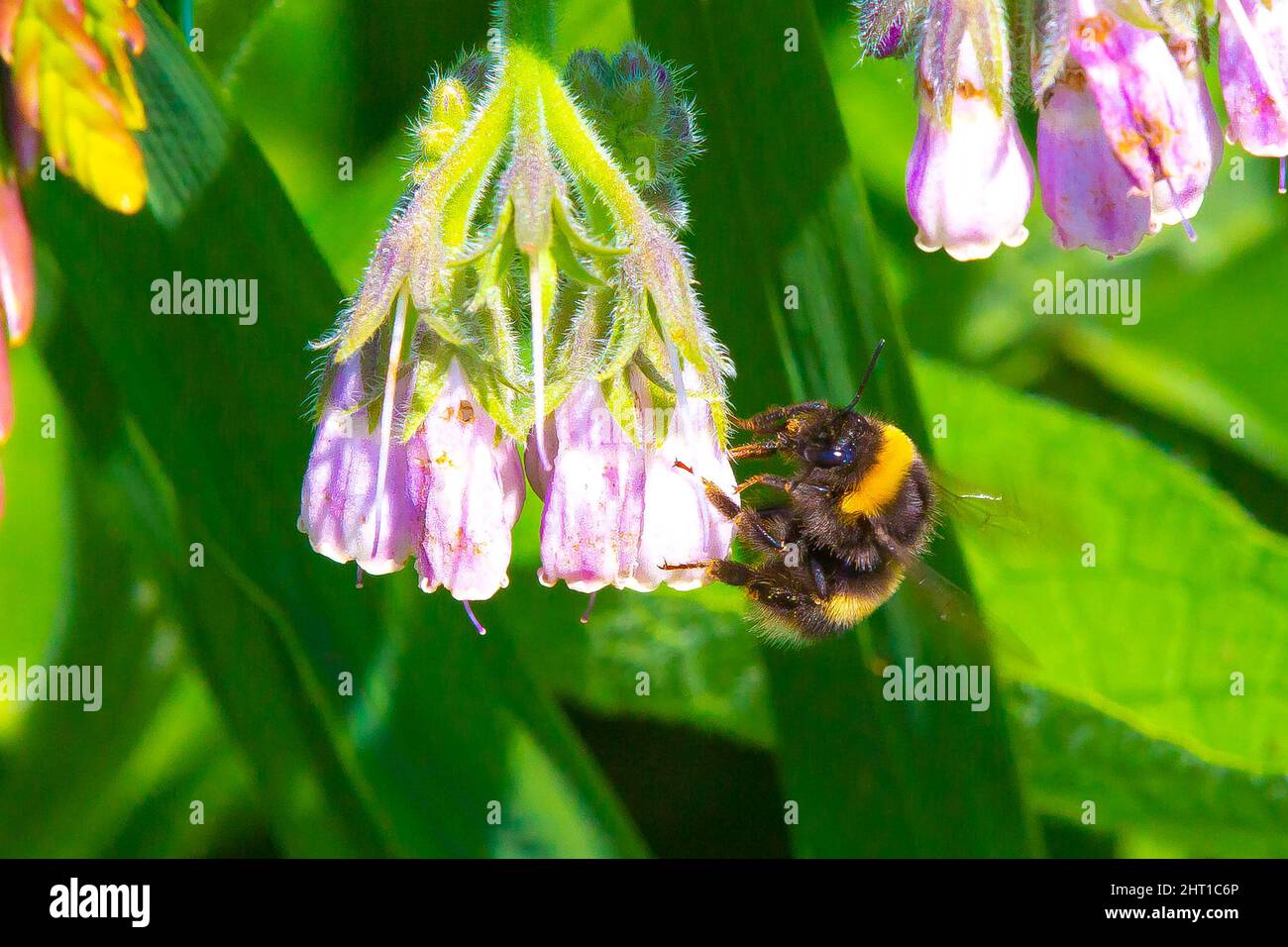 A closeup shot of the bee on the beautiful flower taking nectar from it Stock Photo