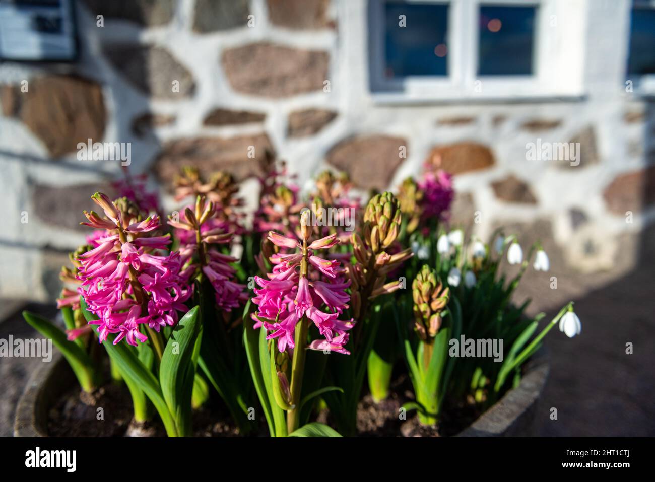 Helsingborg Sweden Open-air Museum & Botanical Garden With Historic ...