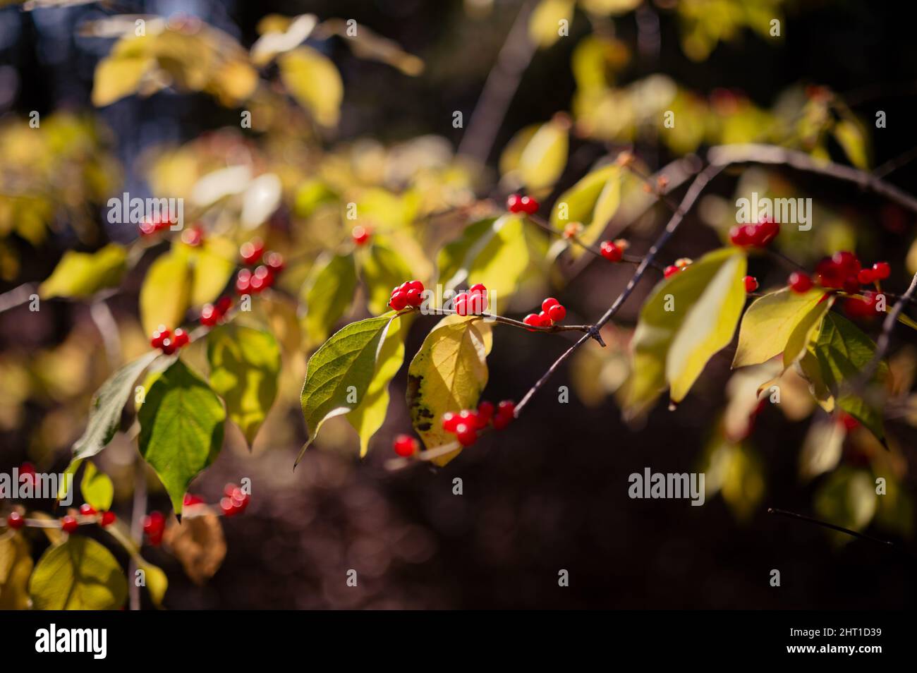 Closeup of the bush with red berries. Lonicera maackii, the Amur honeysuckle. Stock Photo