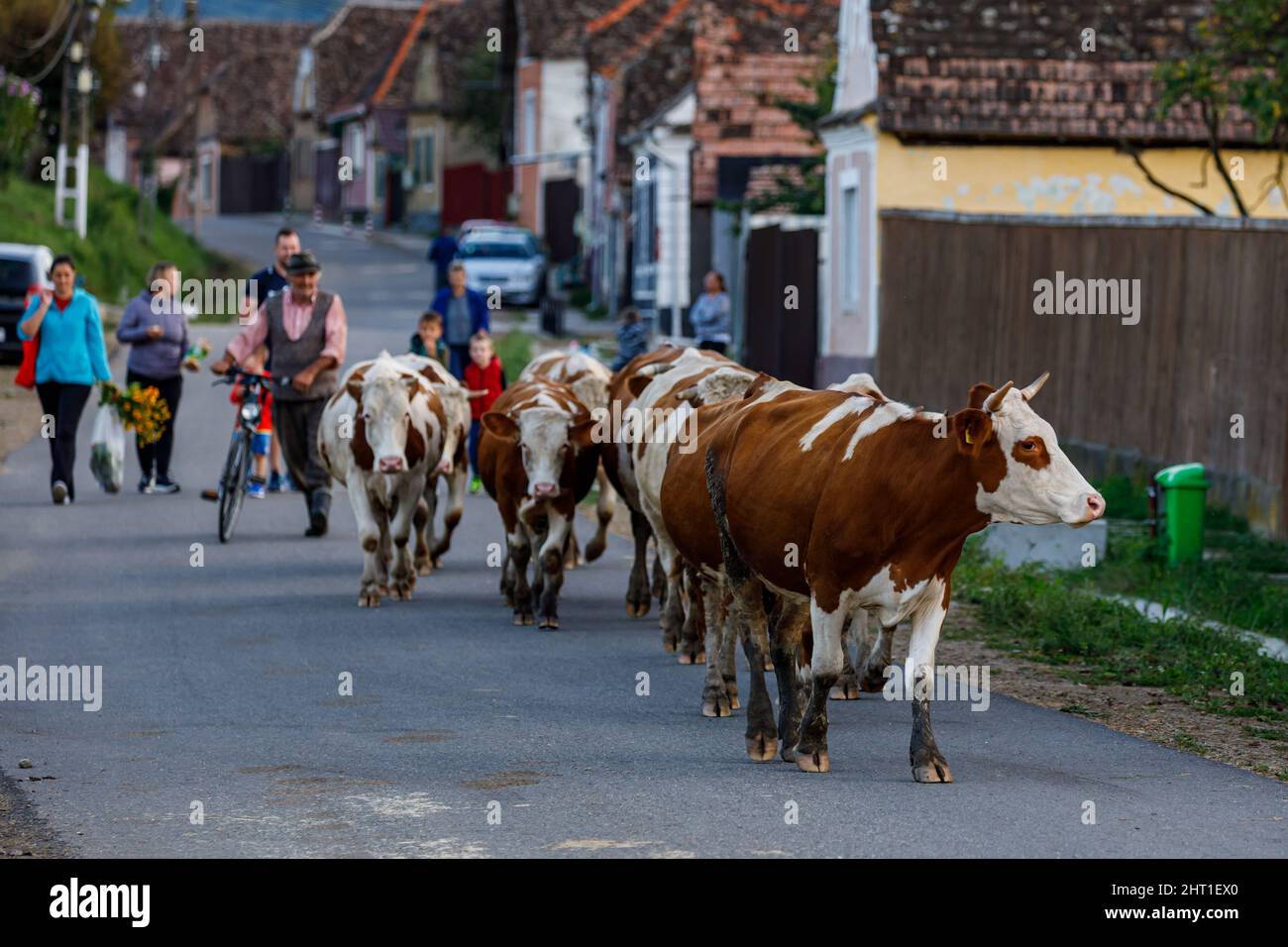 romania-farmer-cows-hi-res-stock-photography-and-images-alamy