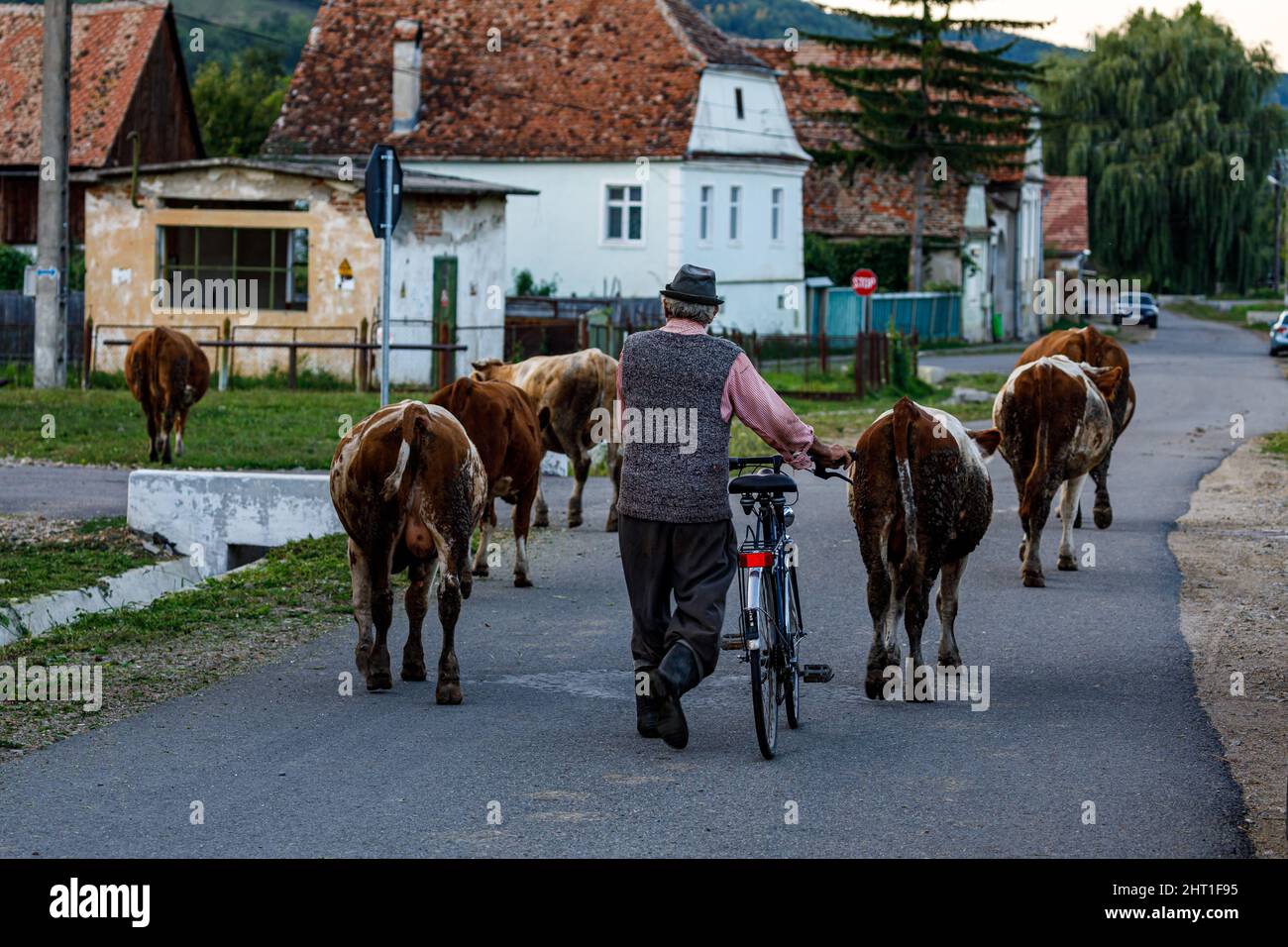 romania-farmer-cows-hi-res-stock-photography-and-images-alamy