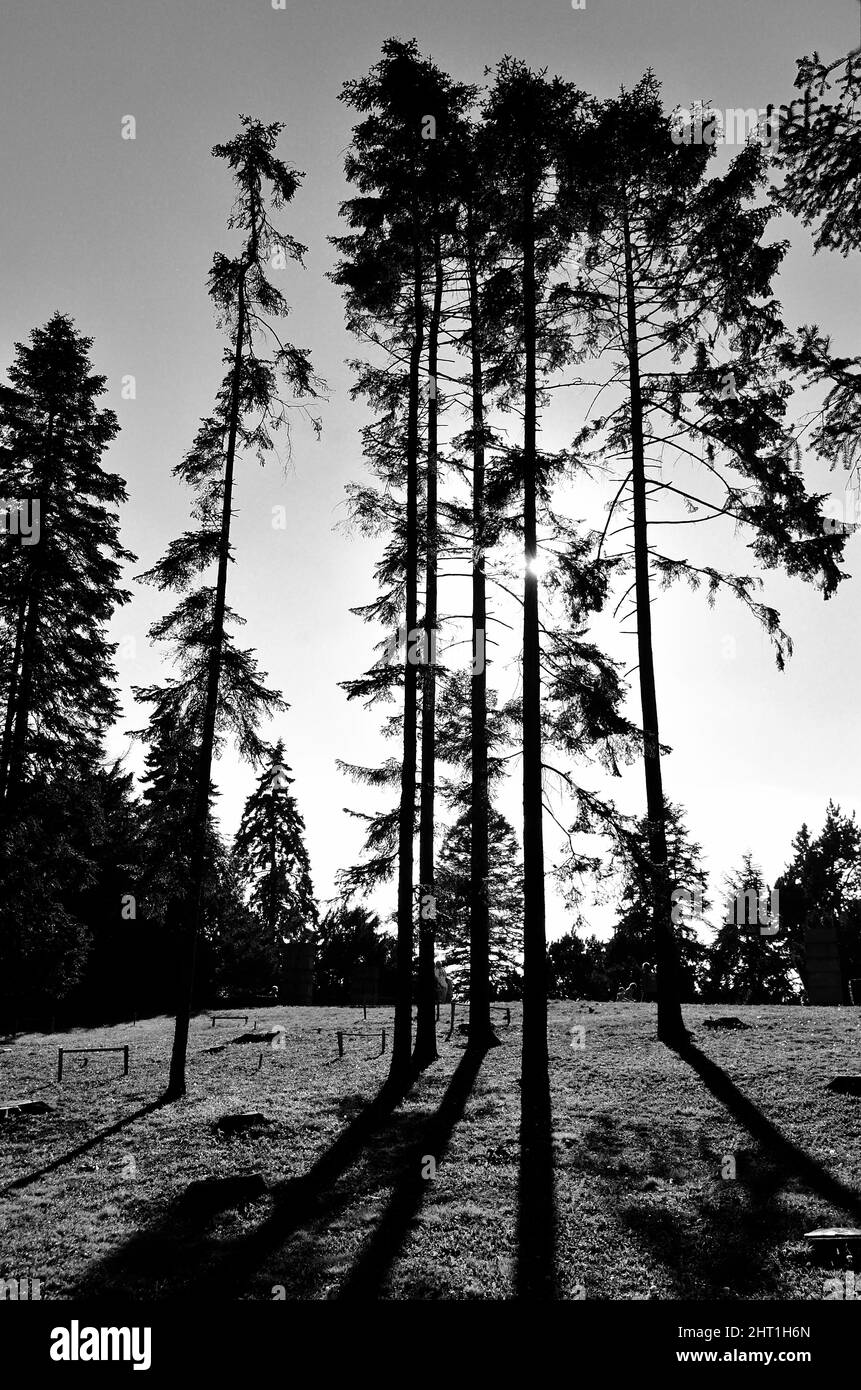 Sunlight behind the tree in the forest in black and white Stock Photo ...