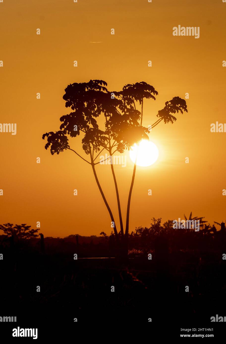Silhouettes of trees at sunrise Stock Photo - Alamy