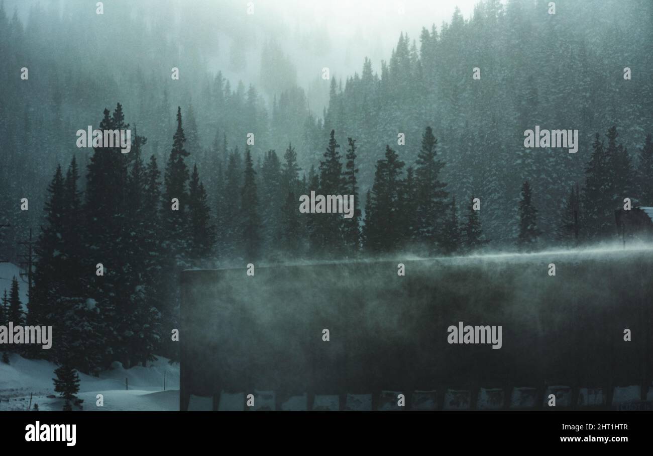 Aerial view of a foggy forest with pine trees Stock Photo - Alamy