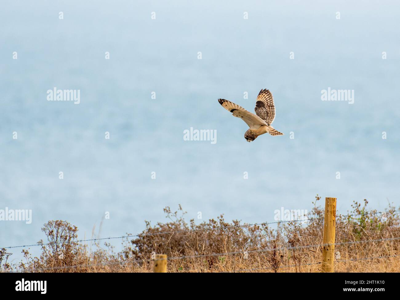 Closeup of a Short eared owl flying in the air Stock Photo