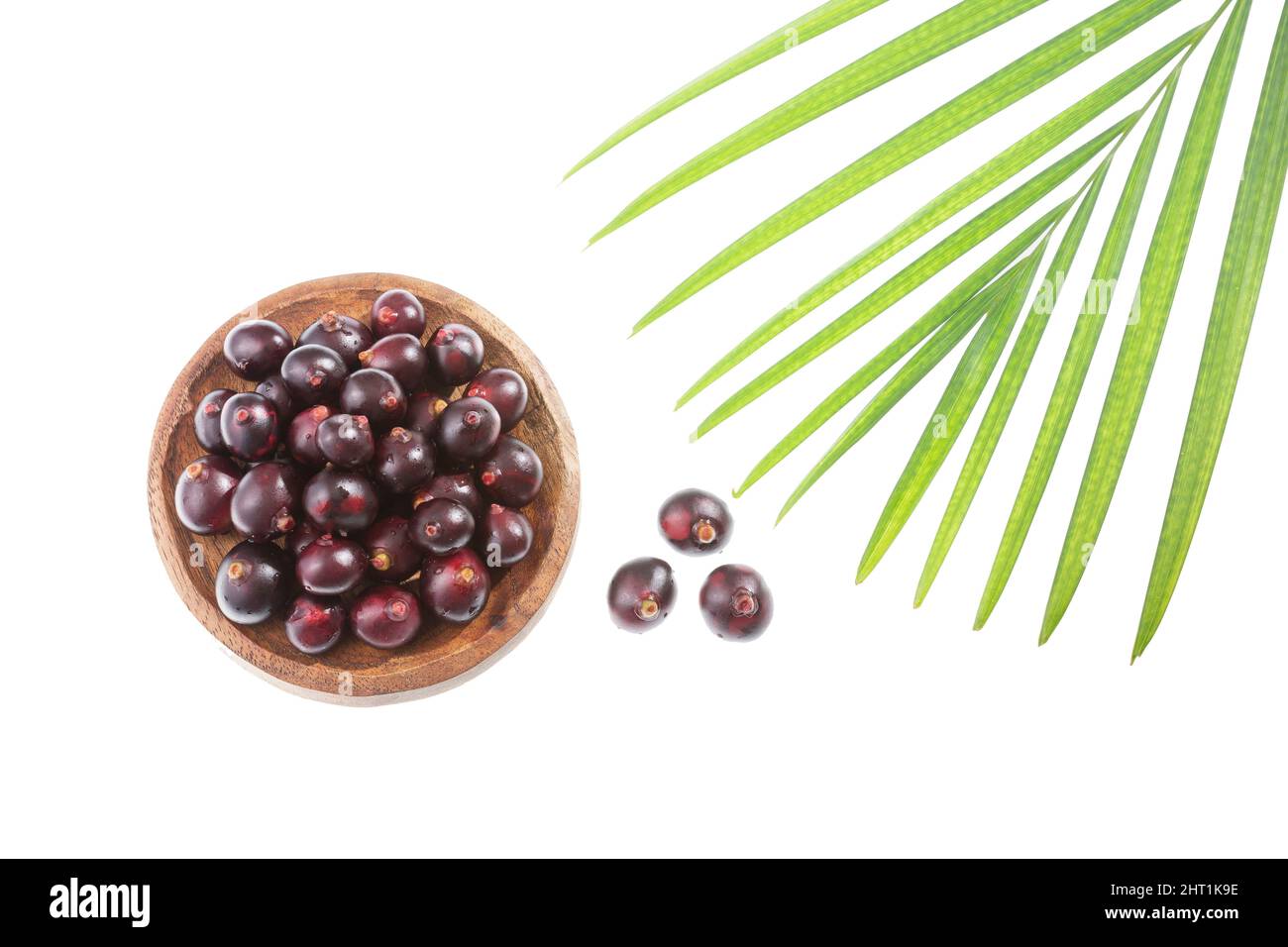 Euterpe oleracea - Acai Fruit Of The Palm Manaca Stock Photo