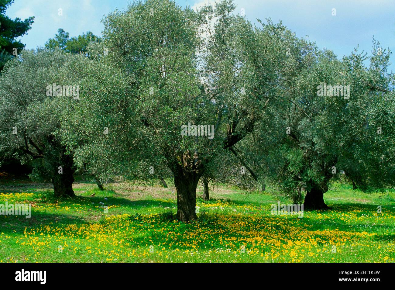 Olive trees at spring time,  Rhodes Island, Dodecanese, Greece, Europe Stock Photo
