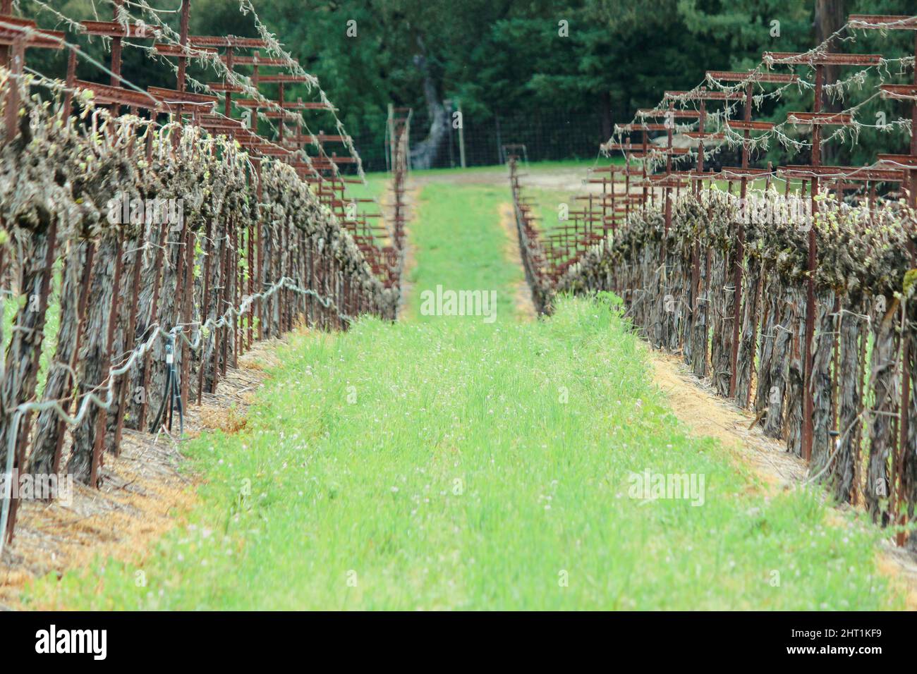 Sonoma County CA. old vine winery Stock Photo Alamy