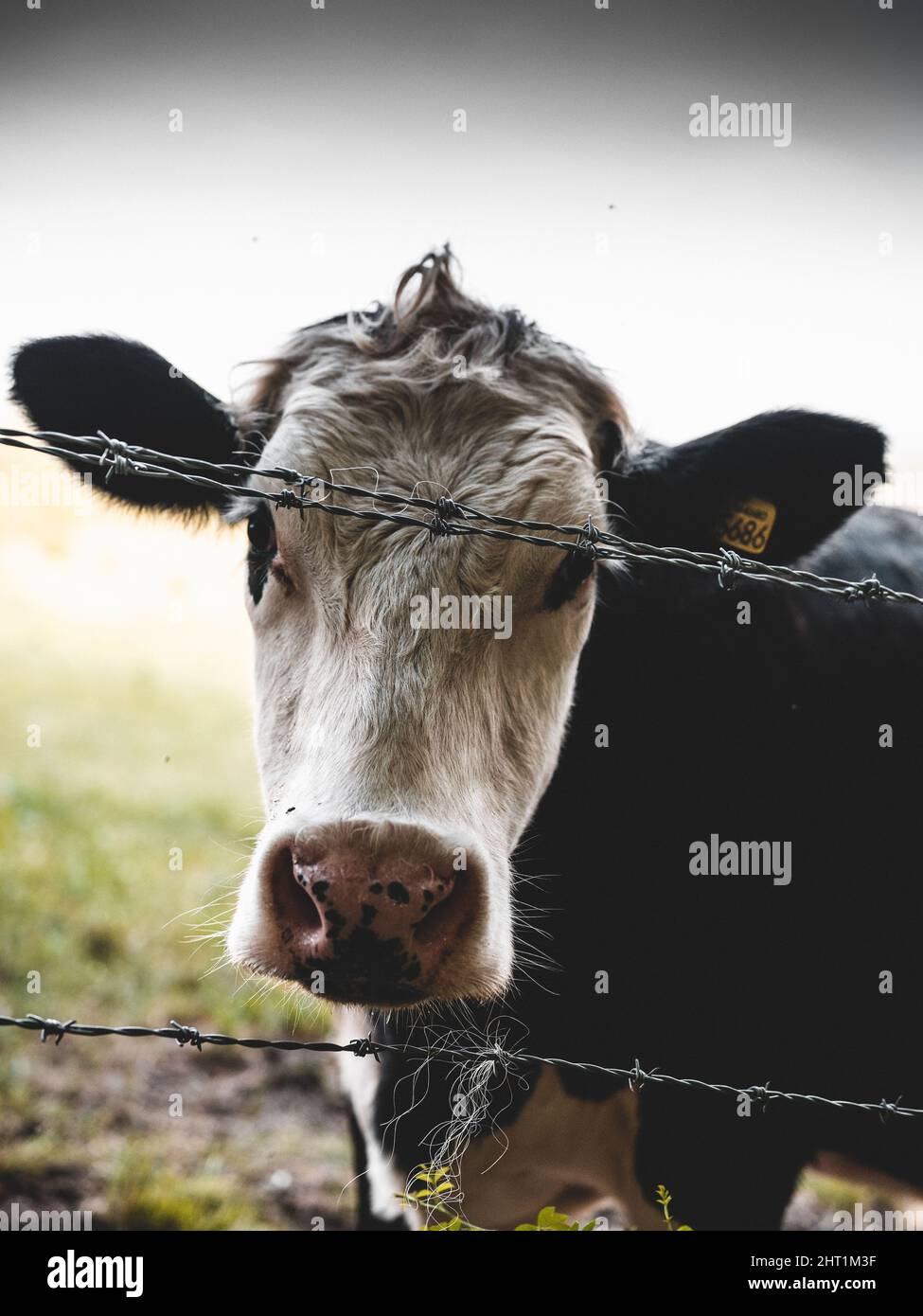 Vertical shot of a cow behind a fence Stock Photo - Alamy