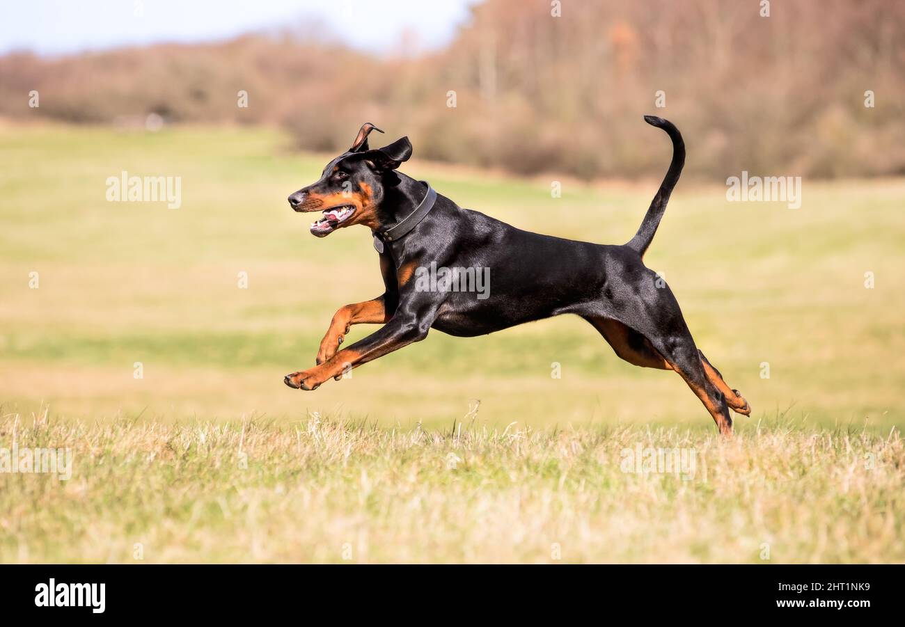 Zbliżenie na dobermana biegającego po trawniku w parku. Stock ...