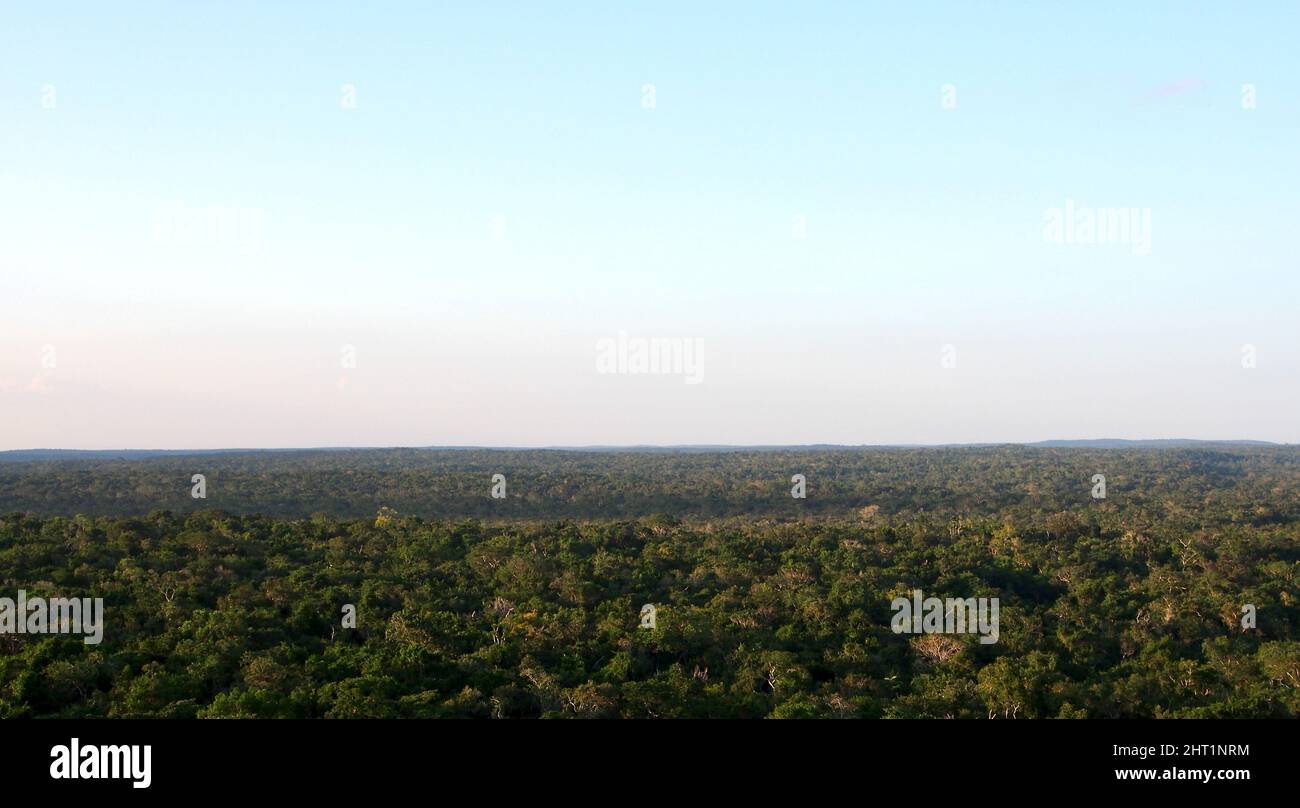 Panoramic view across the Peten jungle from the top of the La Danta pyramid Stock Photo