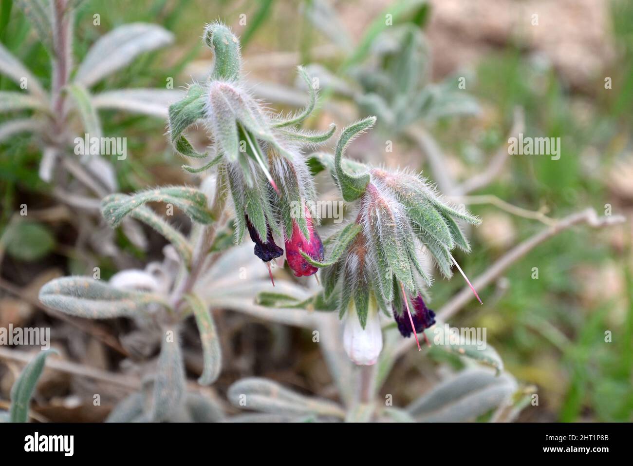 Pulmonaria officinalis, closed pink and purple flowers, hairy petals, photographed in Iraqi Kurdistan. Stock Photo
