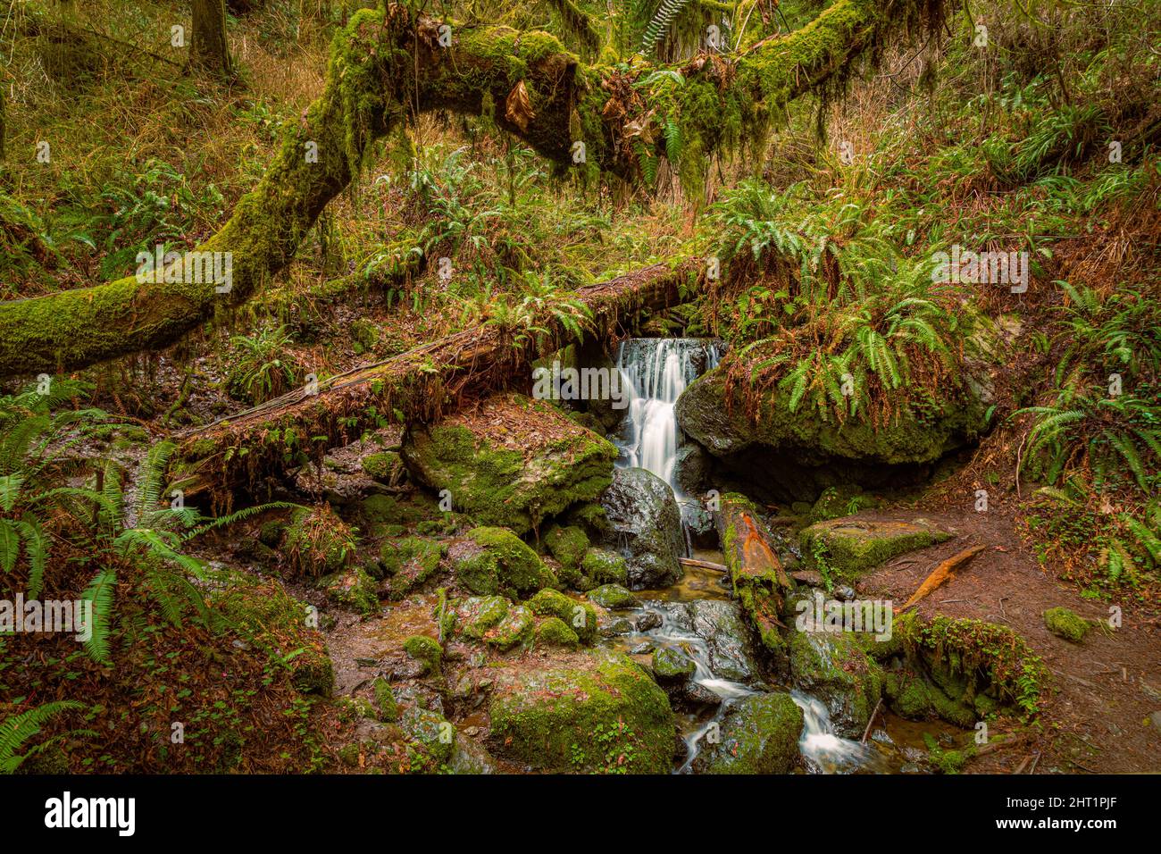 Trillium Falls near Orick California, USA.  Features ferns, moss, and fallen trees. Stock Photo