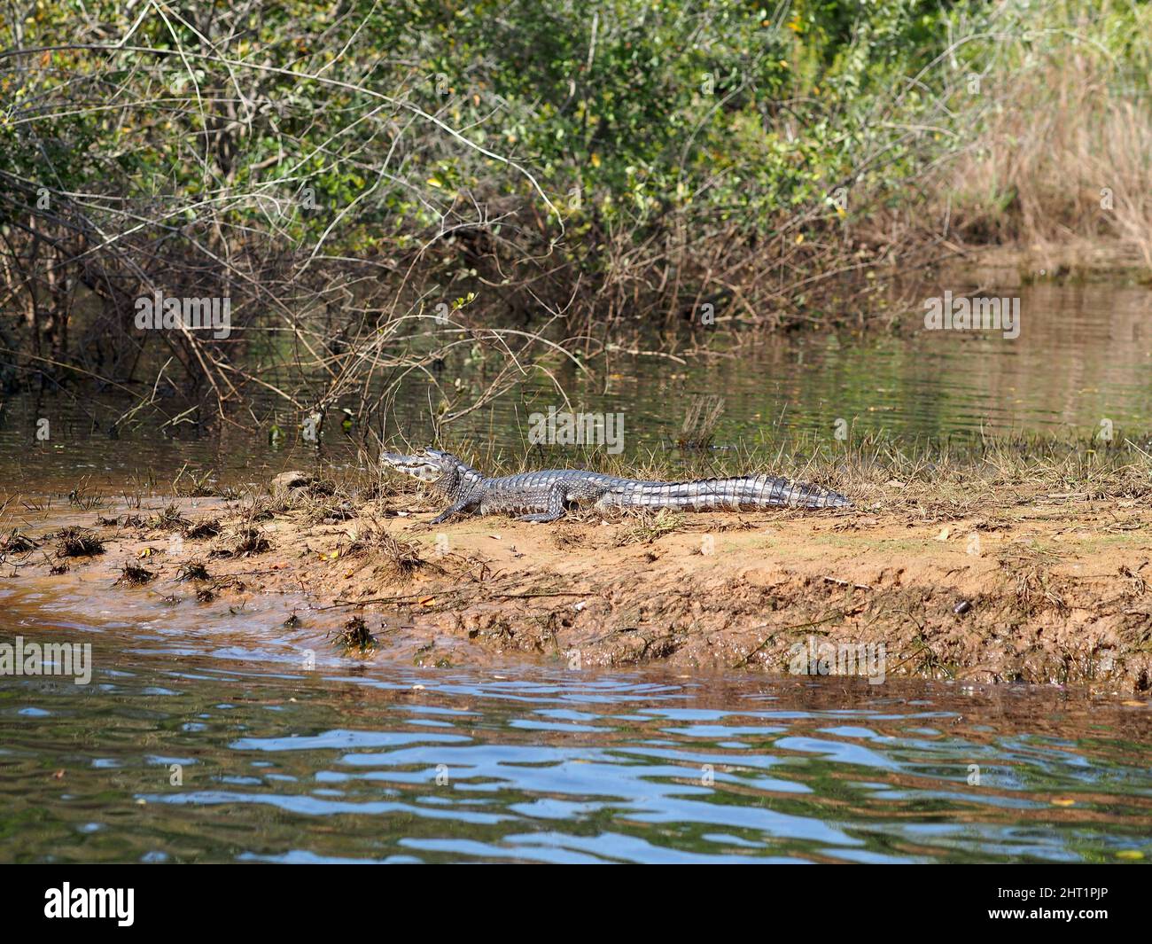 Closeup shot of the caiman sitting on a river bank. Stock Photo