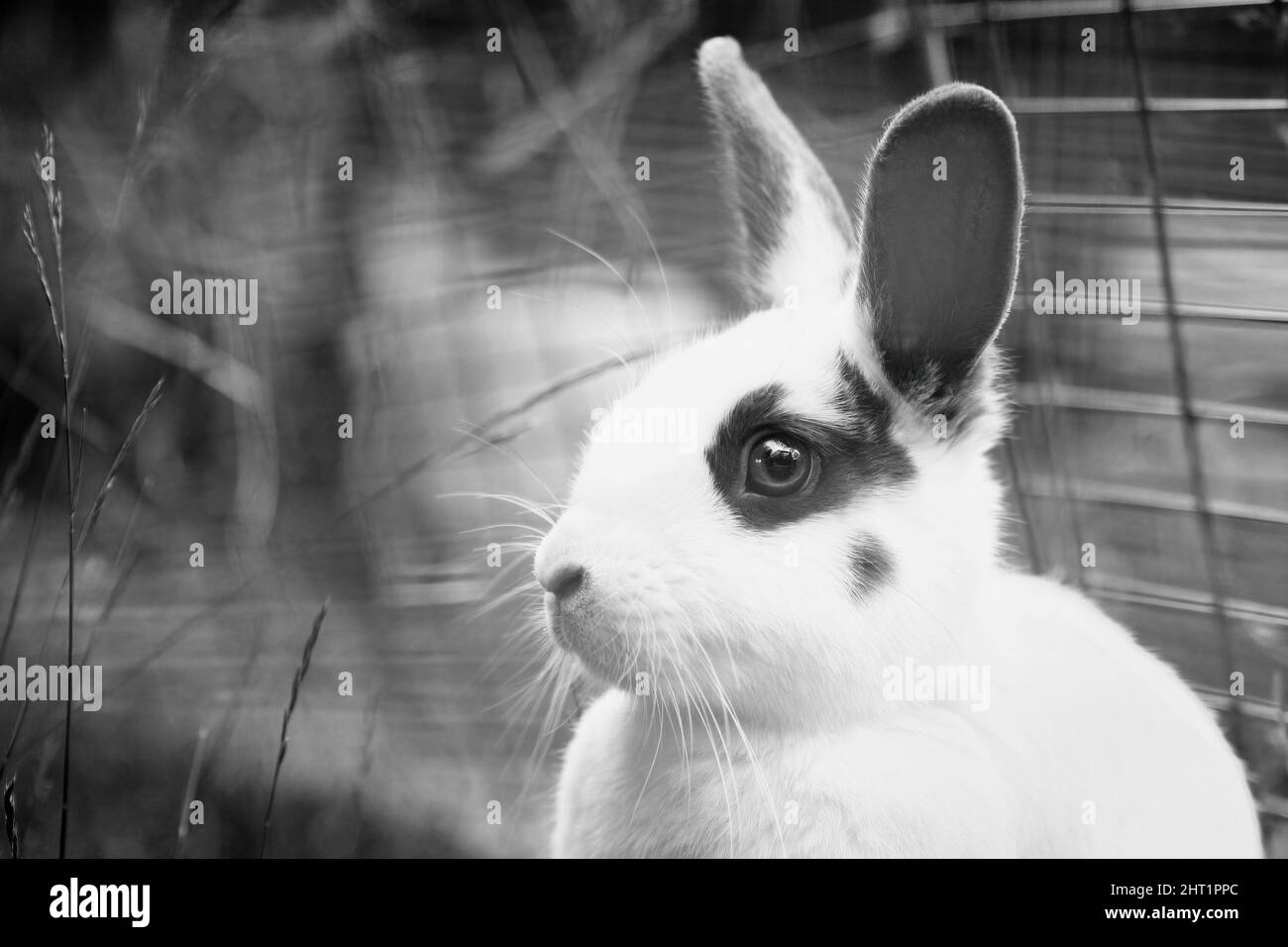 Outdoor pet rabbit head portrait in black and white Stock Photo Alamy