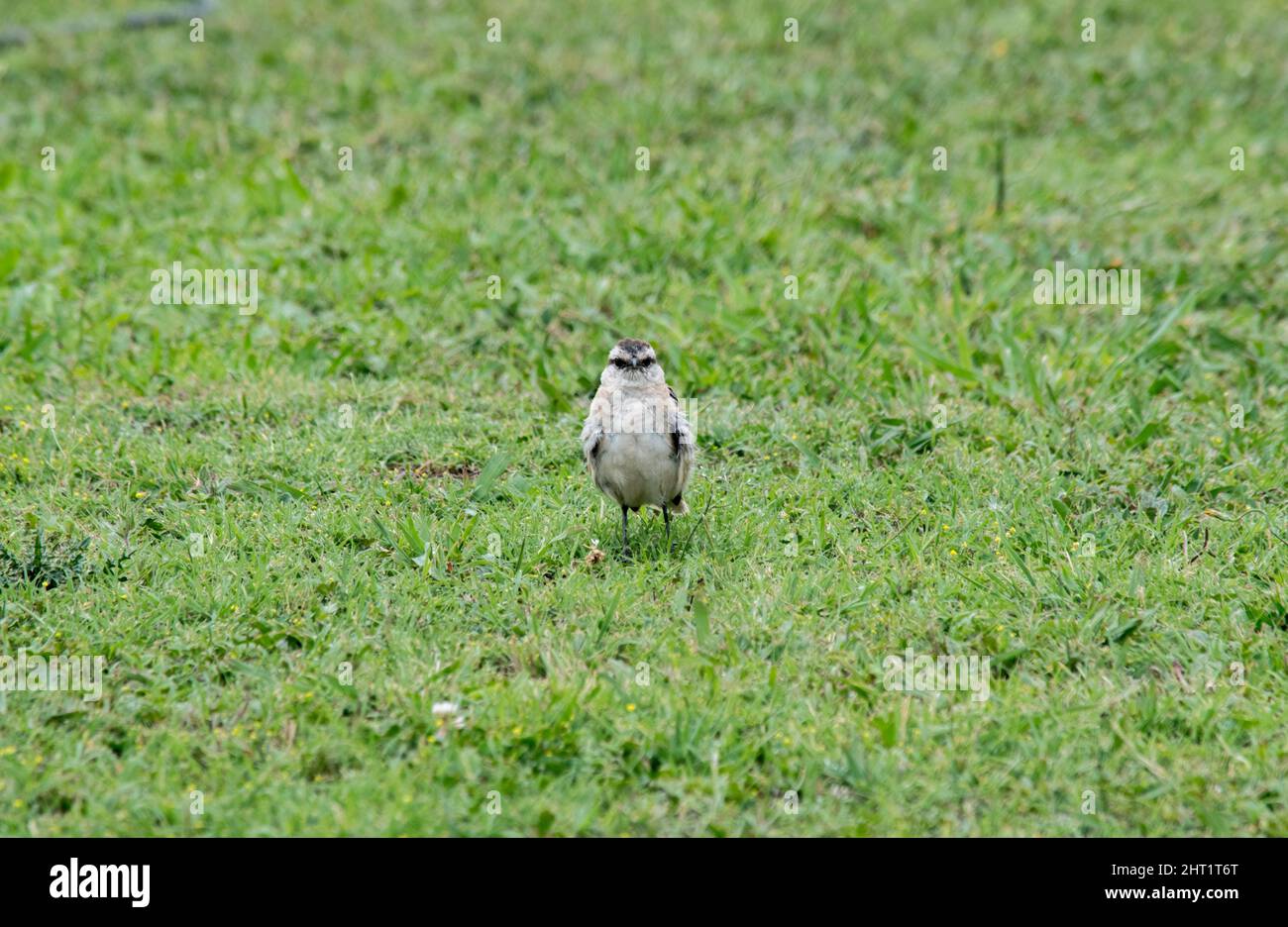 Portrait of a bird on the green grass Stock Photo - Alamy