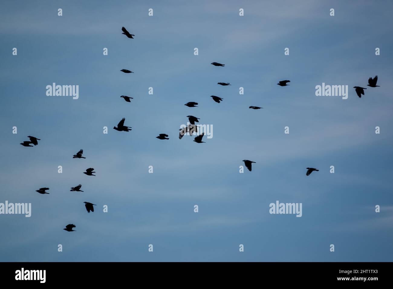 Carrion crow flock uk hi-res stock photography and images - Alamy