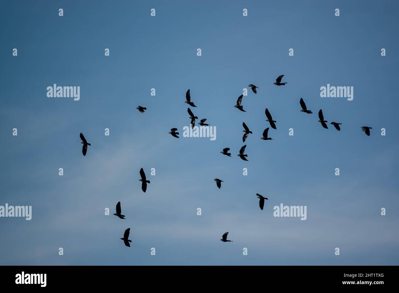 a large flock of rooks (Corvus frugilegus) in flight under a blue ...