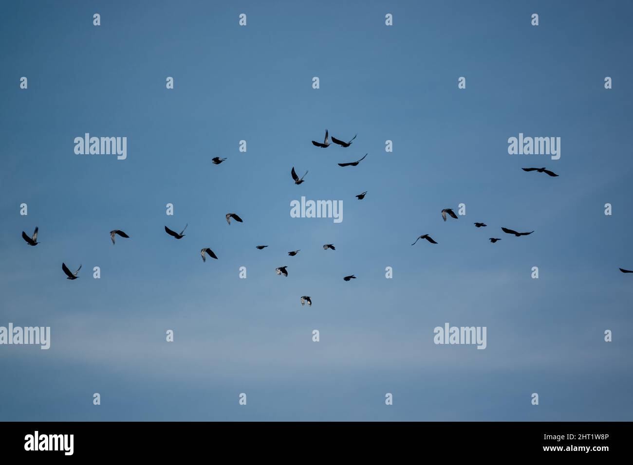 a large flock of rooks (Corvus frugilegus) in flight under a blue ...