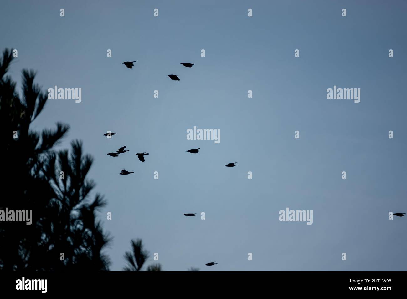 Carrion crow flock uk hi-res stock photography and images - Alamy