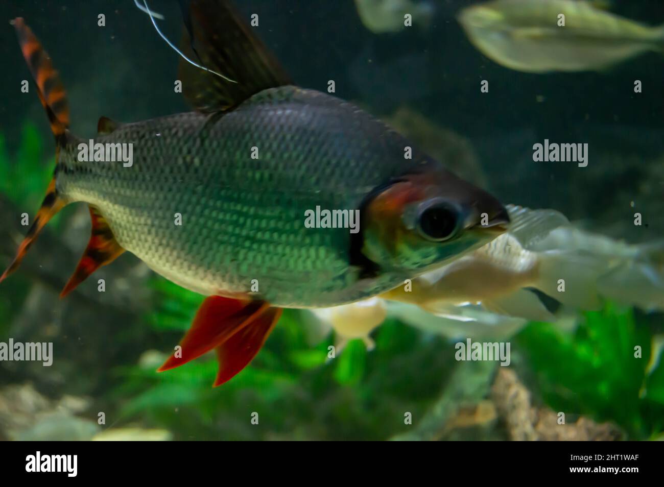 Closeup shot of a Semaprochilodus fish on an aquarium Stock Photo