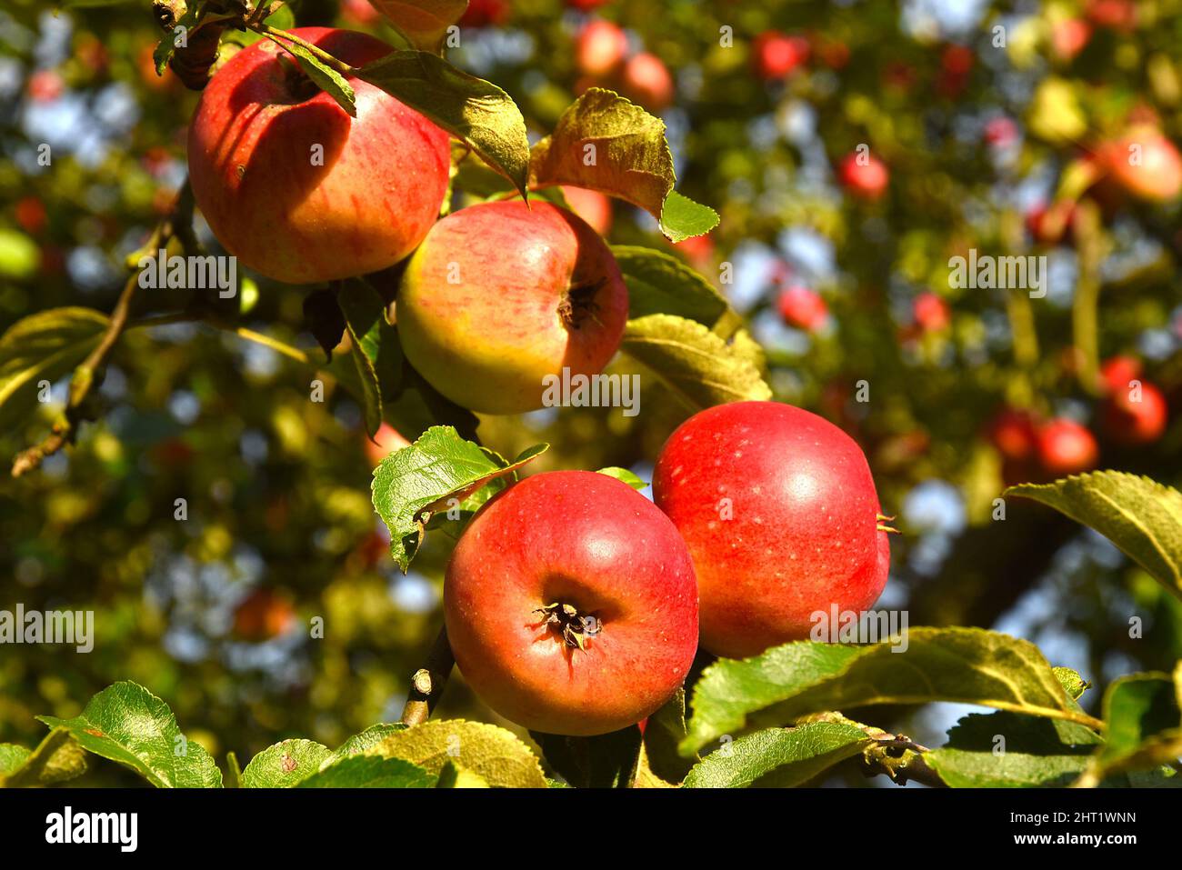 Ripe red apples on an apple tree branch Stock Photo - Alamy