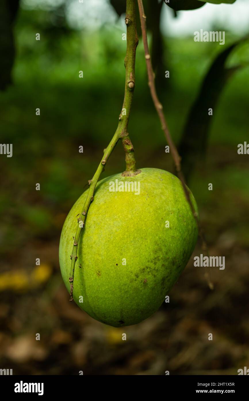 Mango is a fruit widely cultivated in the tropical and subtropical