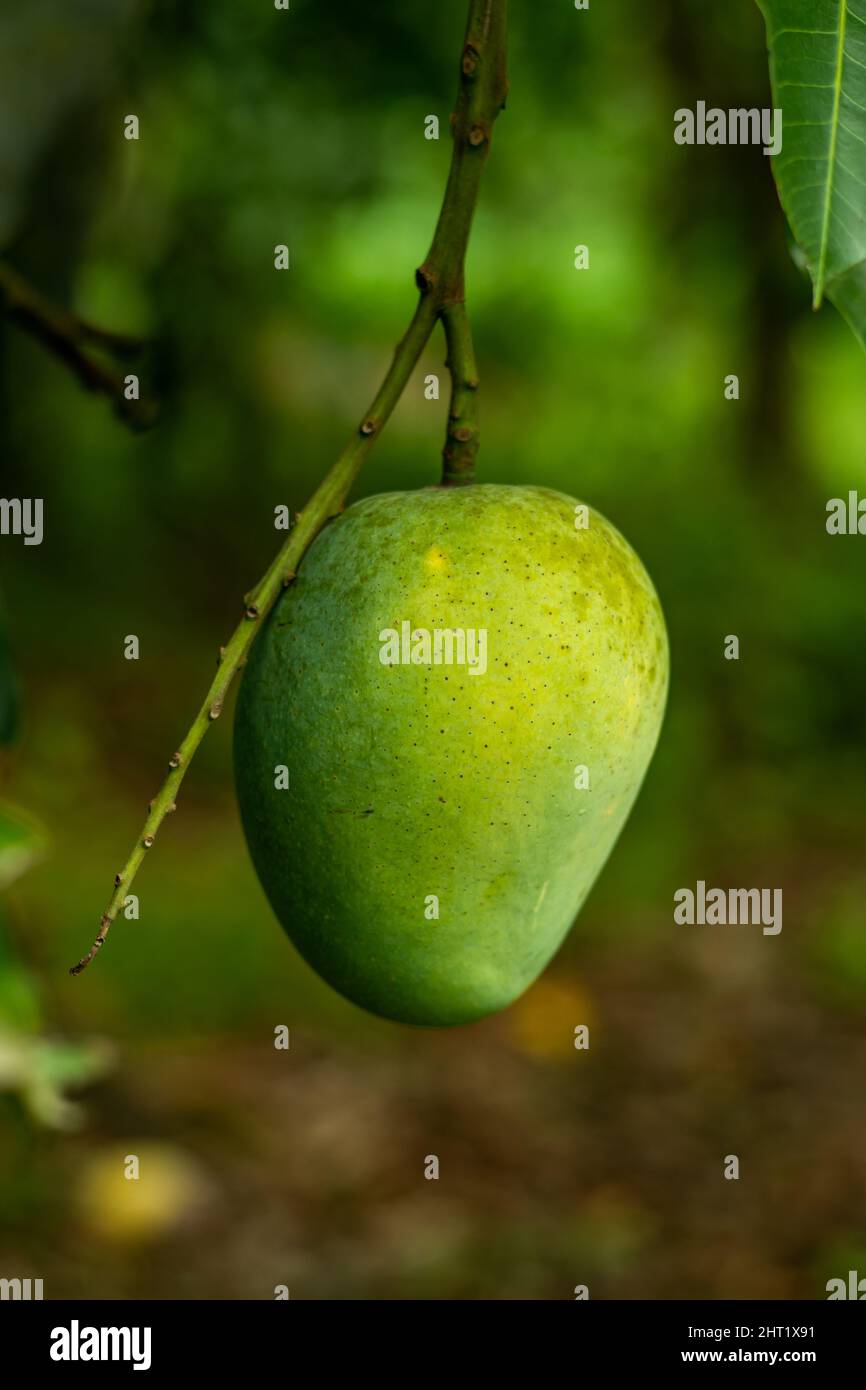 Mango is a fruit widely cultivated in the tropical and subtropical