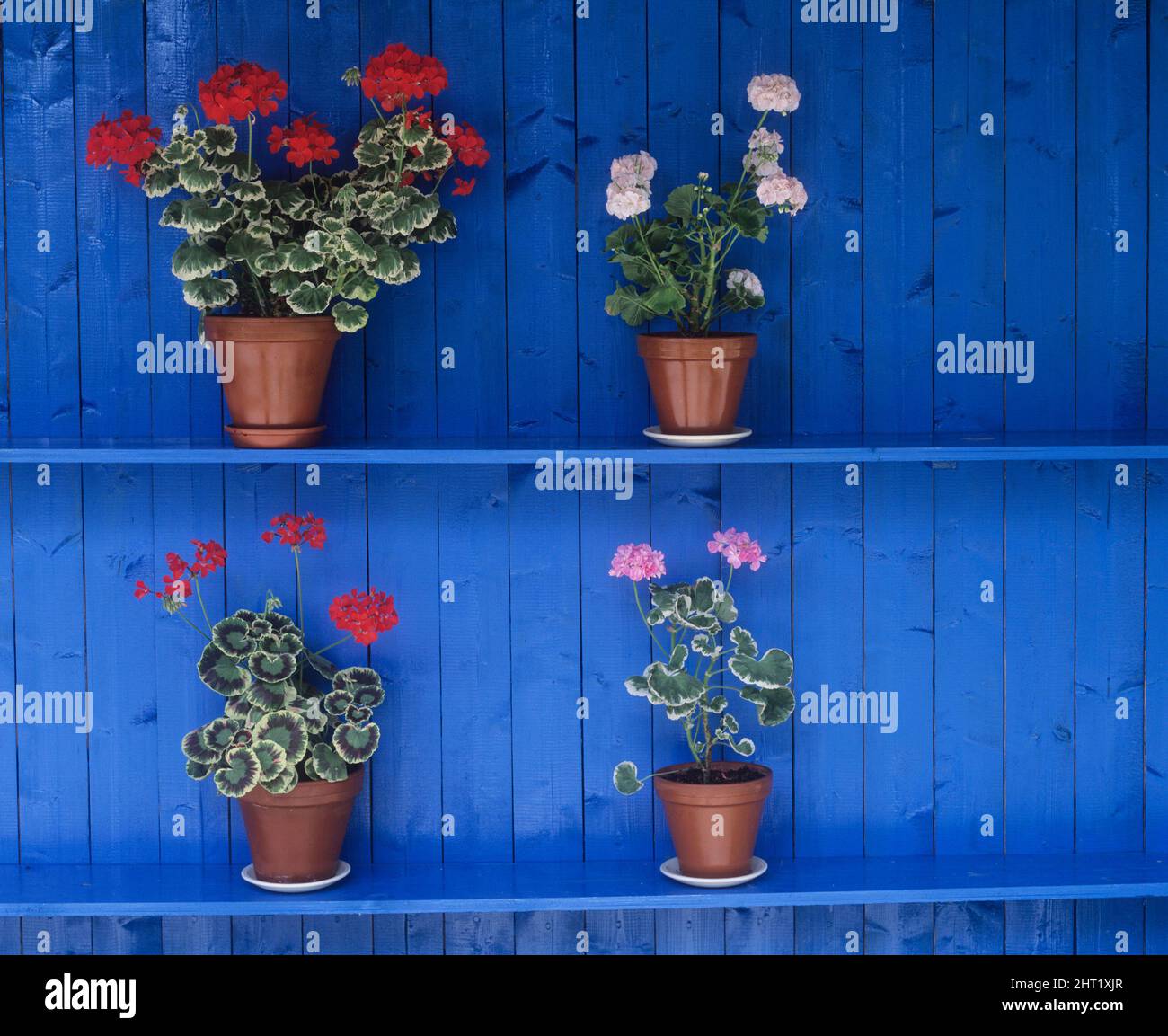 Geraniums on royal blue shelf Stock Photo