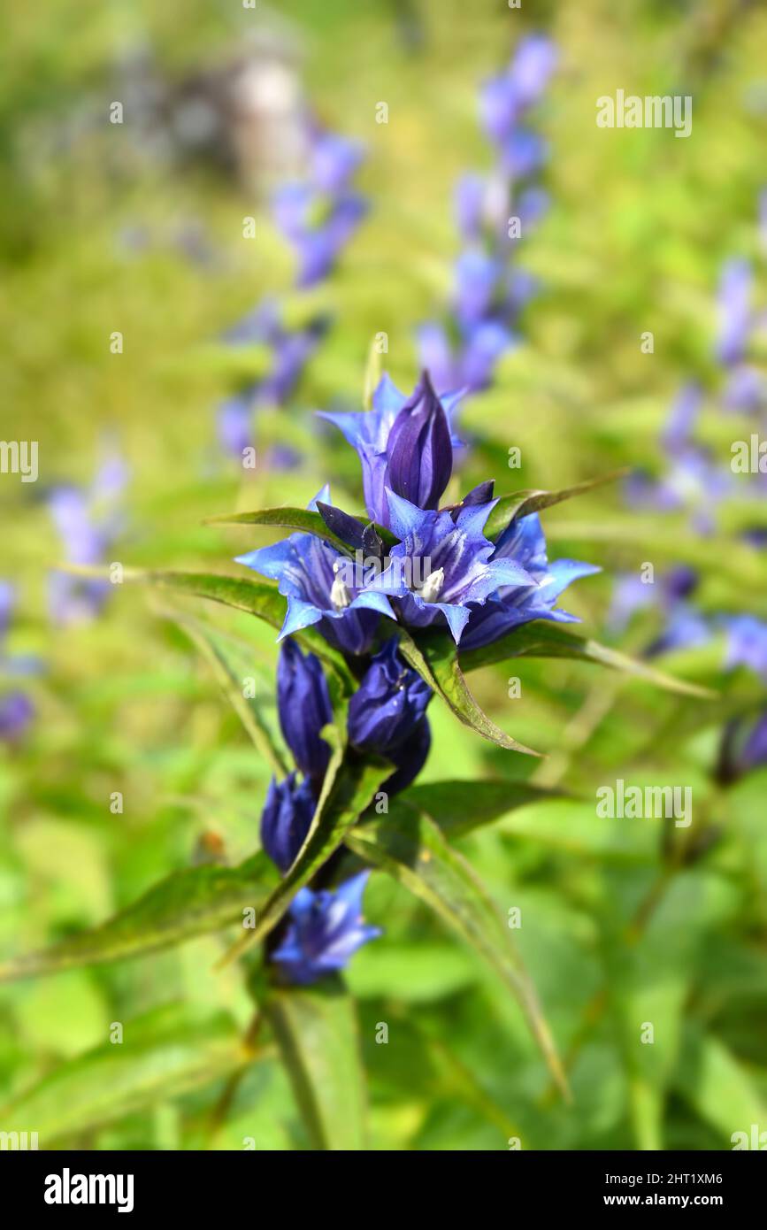 Gentian (Gentiana asclepiadea) is a medium-high mountain herb with blue bell-shaped flowers, found in the Czech Republic, Europe. Stock Photo
