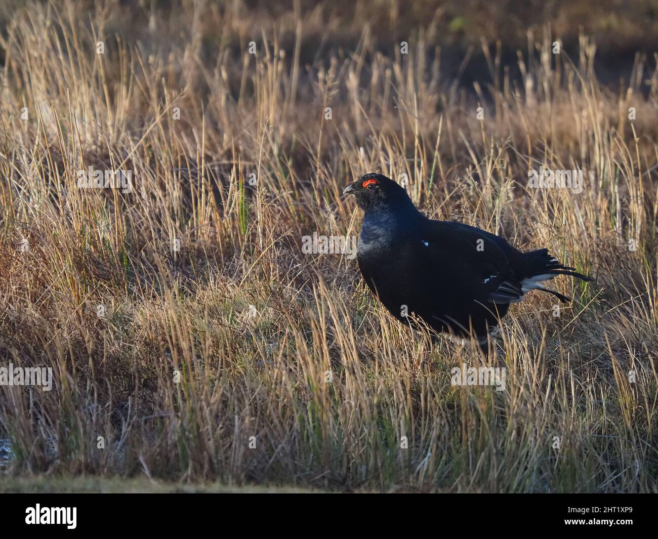 Black grouse at a lekking site on North Wales moorland.  There can be much aggression between the males the females looking on to choose a mate. Stock Photo