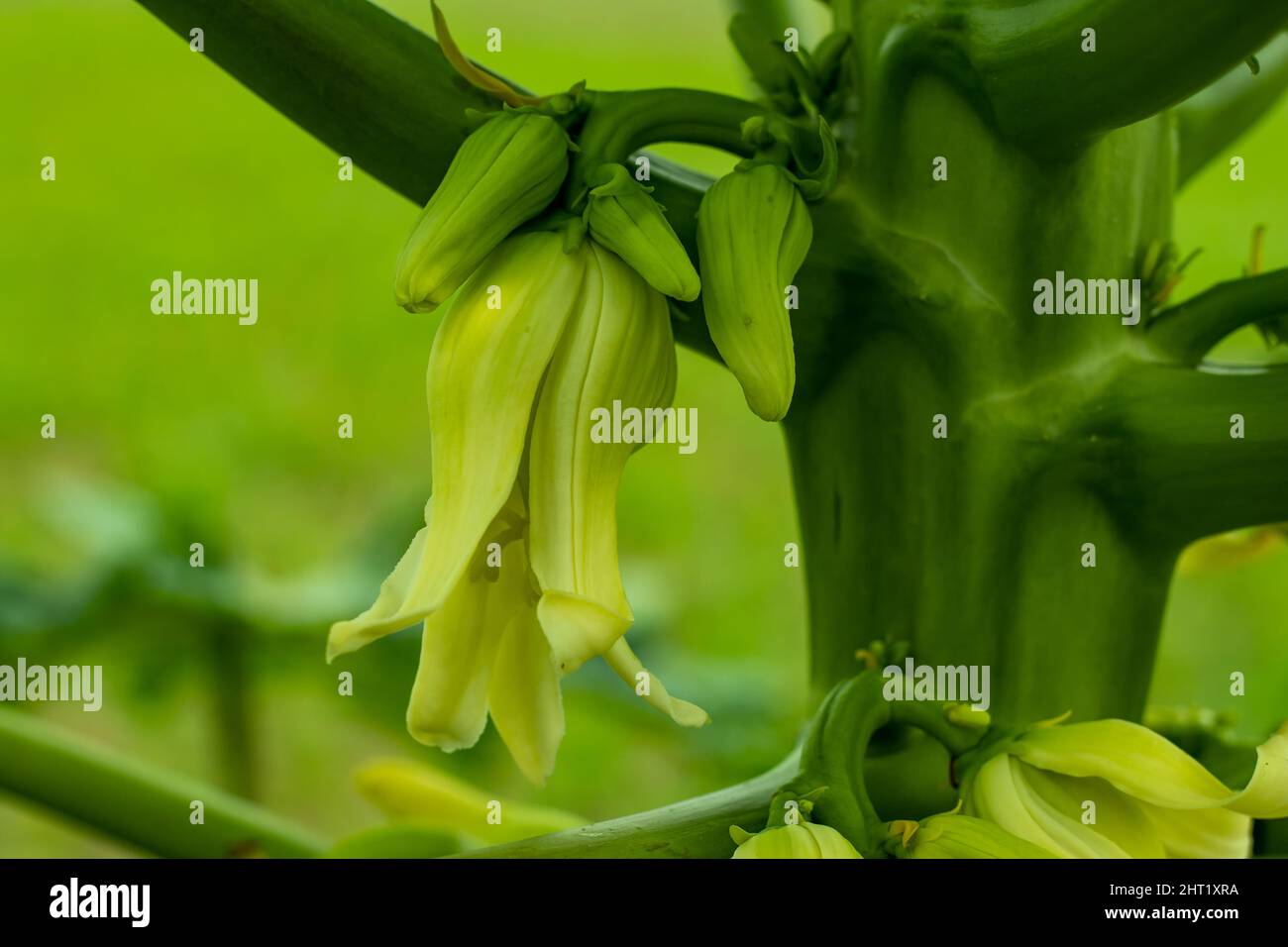 Papaya flowers can stabilize high blood pressure prevent heart diseases and many other ailments Stock Photo