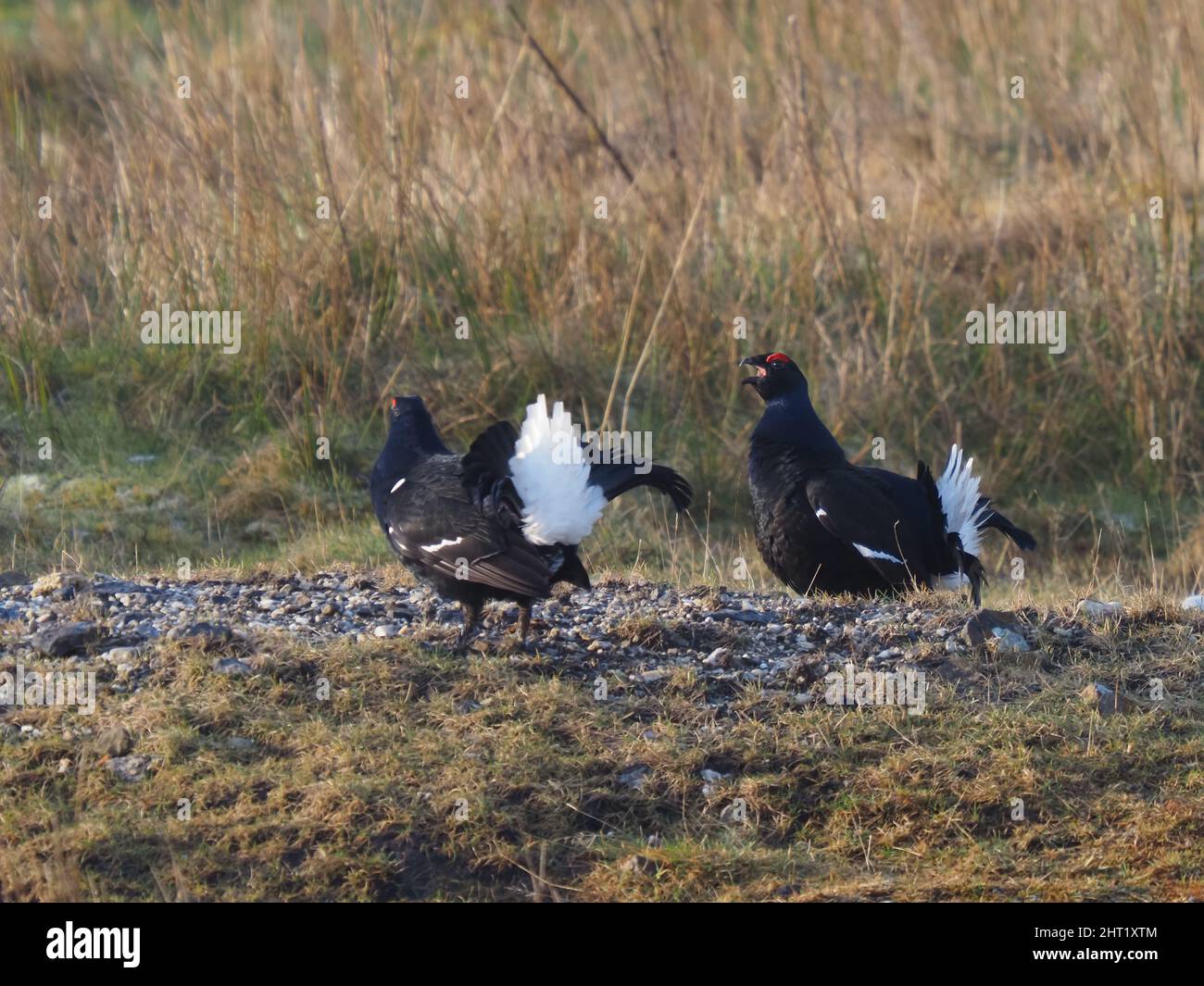 Black grouse at a lekking site on North Wales moorland.  There can be much aggression between the males the females looking on to choose a mate. Stock Photo